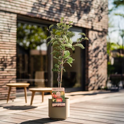 Arbre fruitier 95 cm - image 12